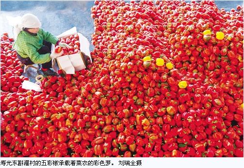 “蔬菜工廠”崛起，結構優化增收——大棚升級新壽光